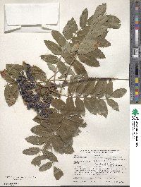 Sorbus sambucifolia image