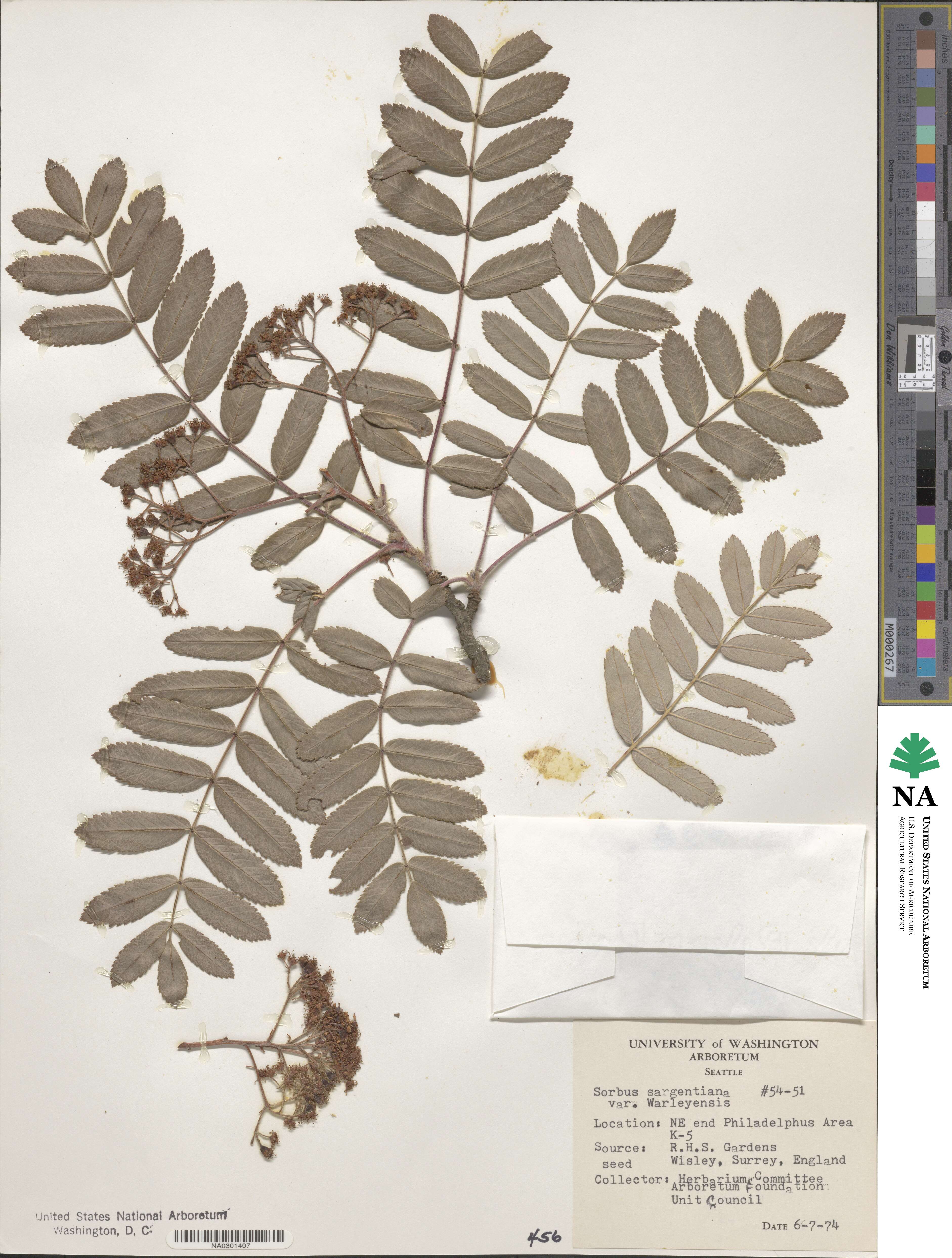 Sorbus wilsoniana image