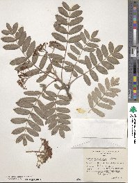 Sorbus wilsoniana image