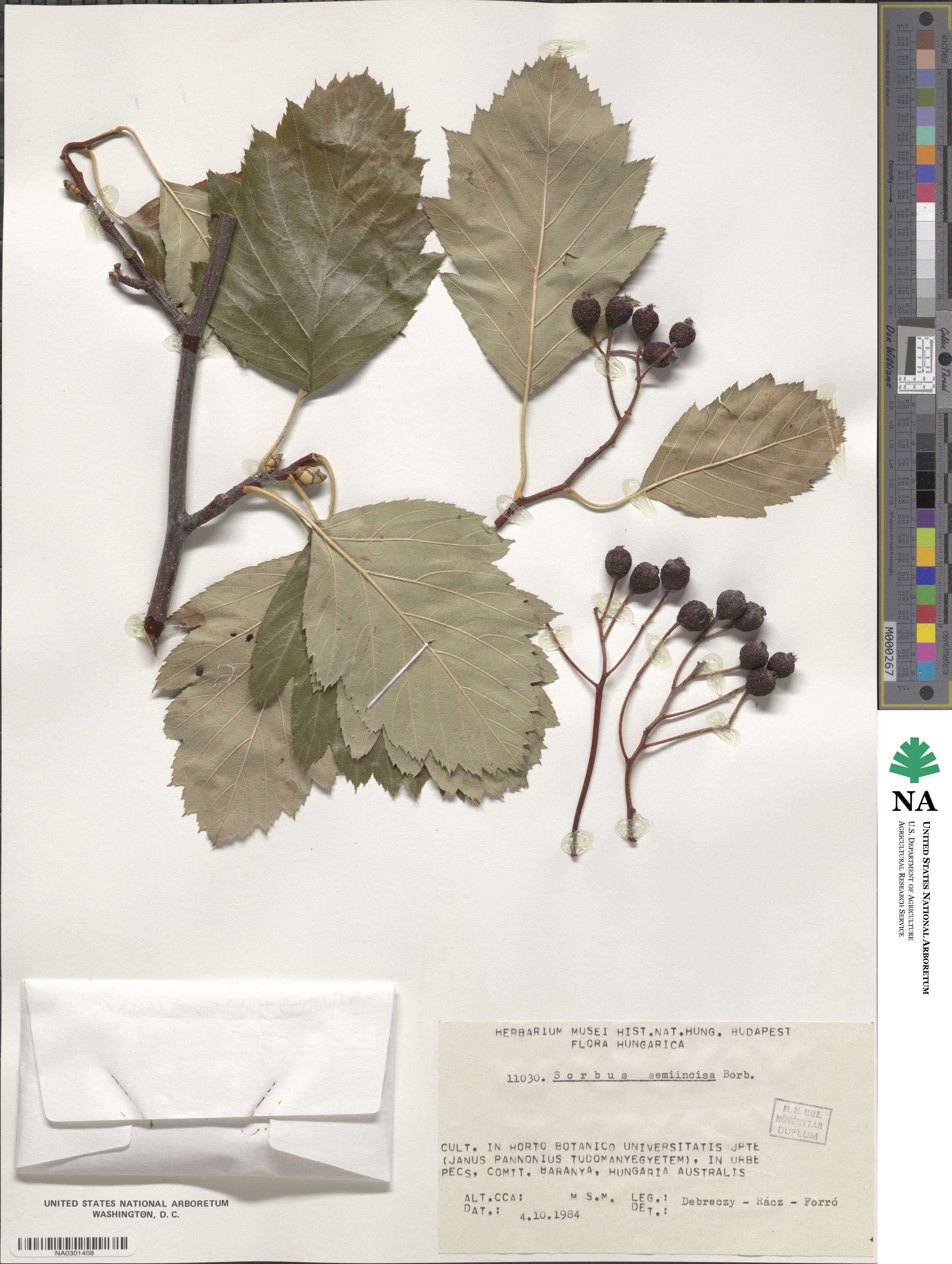 Karpatiosorbus semiincisa image