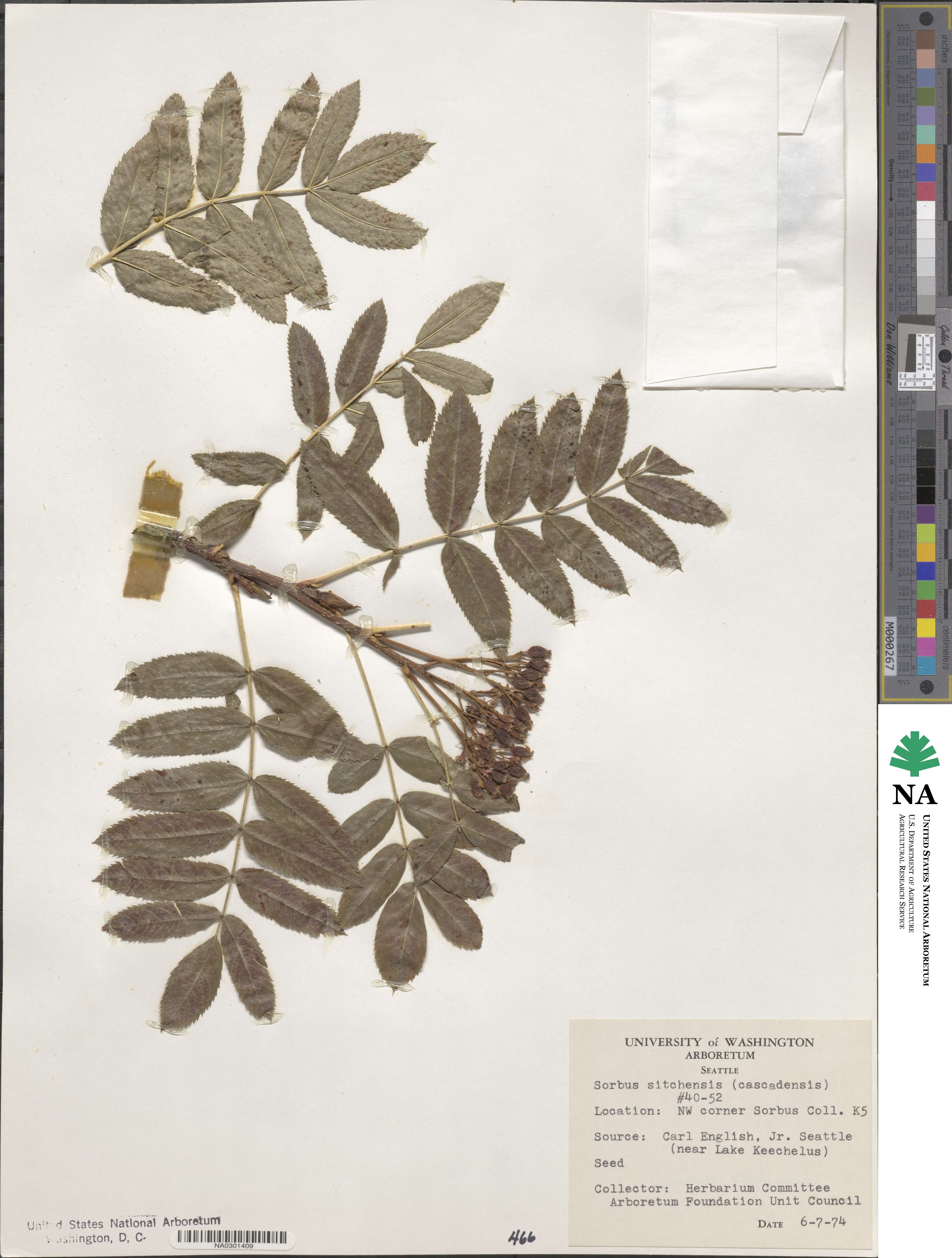 Sorbus sitchensis image