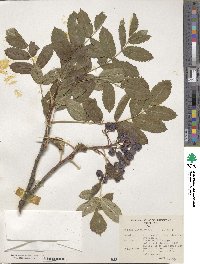 Sorbus sitchensis image