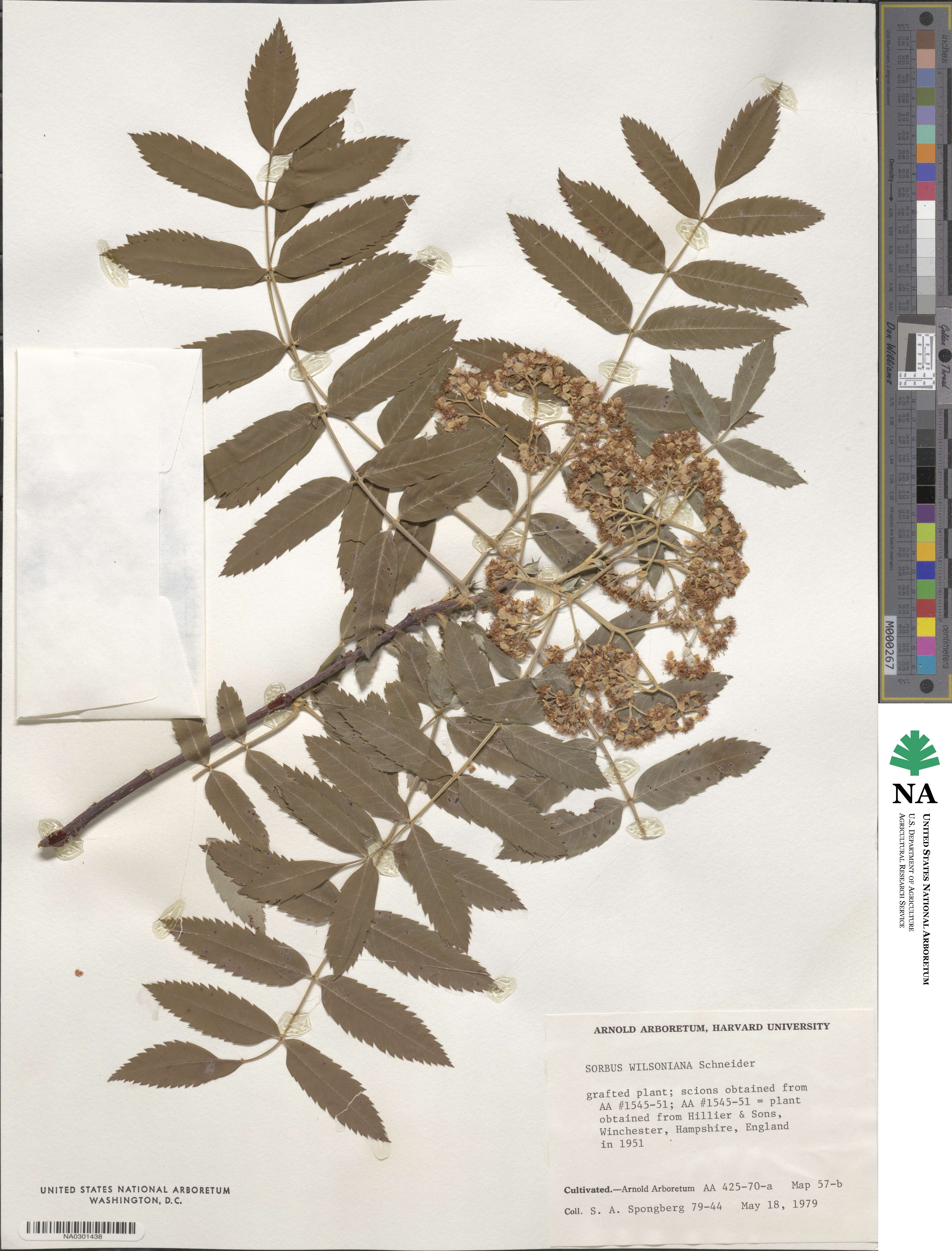 Sorbus wilsoniana image