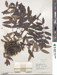 Sorbus wilsoniana image