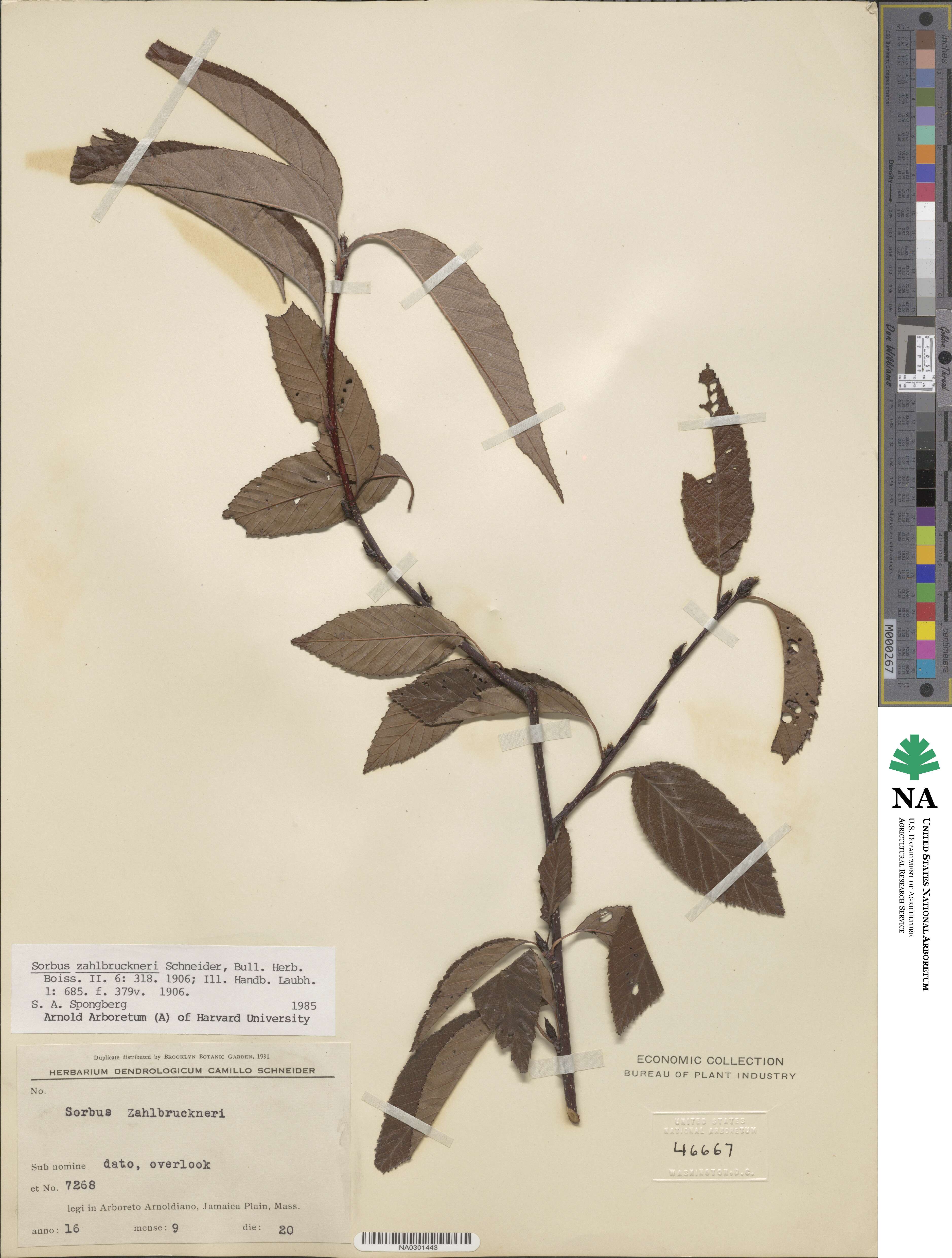 Sorbus zahlbruckneri image