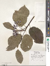 Sorbus zahlbruckneri image