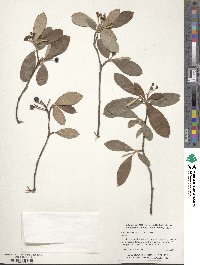 Aronia arbutifolia image