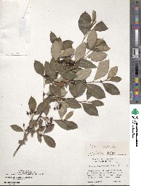 Aronia arbutifolia image