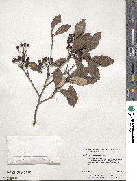 Aronia arbutifolia image