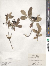 Aronia arbutifolia image