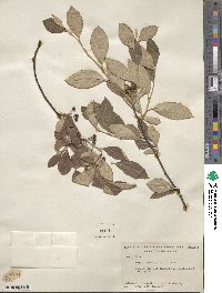 Aronia arbutifolia image