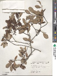 Aronia arbutifolia image