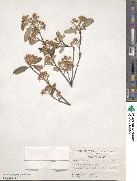 Aronia arbutifolia image