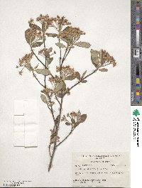 Aronia arbutifolia image