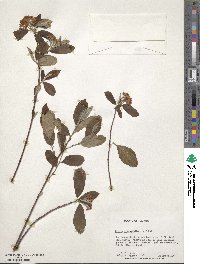 Aronia arbutifolia image