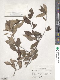 Aronia arbutifolia image