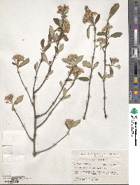 Aronia arbutifolia image