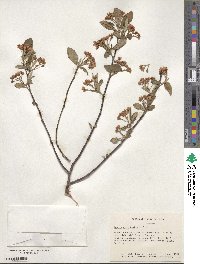 Aronia arbutifolia image