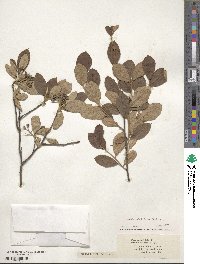 Aronia arbutifolia image