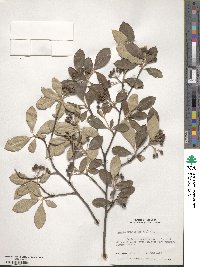 Aronia arbutifolia image