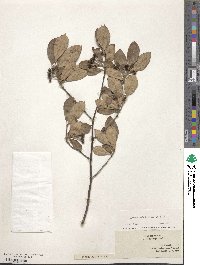 Aronia arbutifolia image