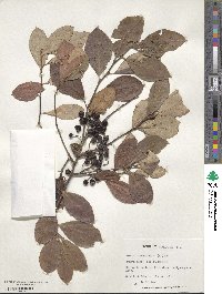 Aronia arbutifolia image