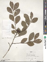 Aronia arbutifolia image