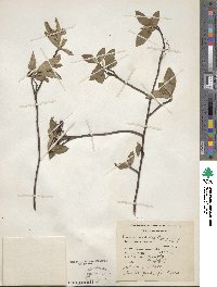 Aronia arbutifolia image