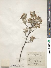 Aronia arbutifolia image