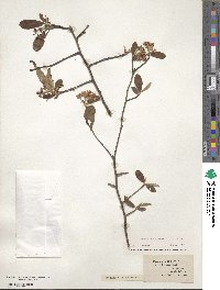 Aronia arbutifolia image