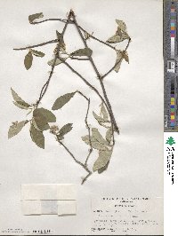 Aronia arbutifolia image