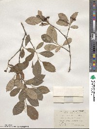 Aronia arbutifolia image