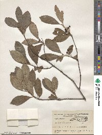 Aronia arbutifolia image