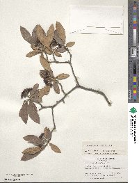 Aronia arbutifolia image