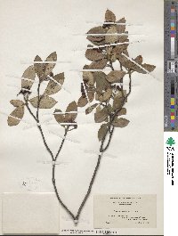 Aronia arbutifolia image