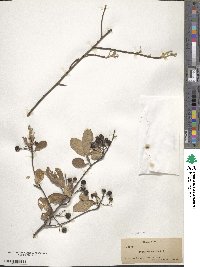 Aronia arbutifolia image