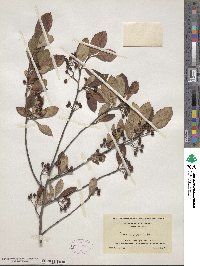 Aronia arbutifolia image