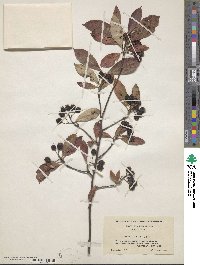 Aronia arbutifolia image