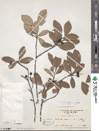 Aronia arbutifolia image