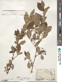 Aronia arbutifolia image