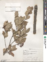 Aronia arbutifolia image