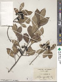 Photinia floribunda image