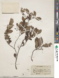 Photinia floribunda image