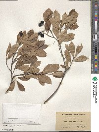 Aronia melanocarpa image