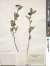 Aronia melanocarpa image