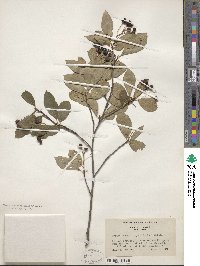 Aronia melanocarpa image