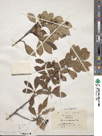 Aronia melanocarpa image