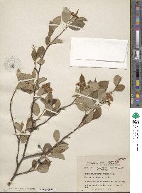 Aronia melanocarpa image