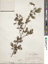 Aronia melanocarpa image