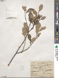 Aronia melanocarpa image